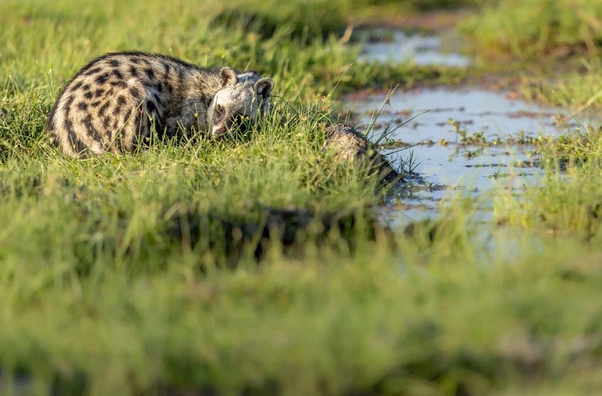 Amboseli National Park, Kajiado County (Southern Kenya), Kenya